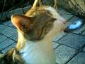 Caramel 09-04 006